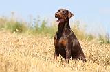 DOBERMANN 996